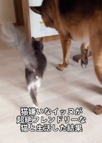 ネコ嫌いな犬が超絶フレンドリーな保護猫と生活したら…1ヵ月後の変化に「まさかのww」