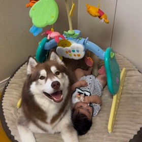 尊いなと思ったら…赤ちゃんに寄り添うハスキー犬が見せた行動に68万回再生「え？そっちなの」「プーメリー恐るべし」