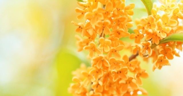 ふわっと幸せ」「懐かしさにきゅん」秋をまとう“金木犀の香り”香水