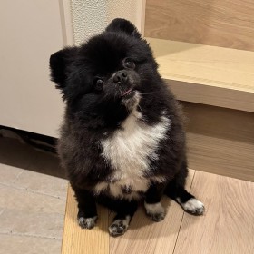 �u��̌X�����܂ł�������v�g�M�y�Ă̂��ʂ��h�Ɏ��Ă���|�����j�A���A�U���A��̎p��142�������̔���