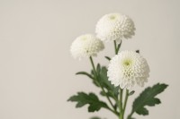 �ˑR�̑��V�E�ʖ�Œp�������Ȃ��@���f�B�[�X�u���b�N�t�H�[�}���ł́A�u�����v�͉���p�ӂ���H