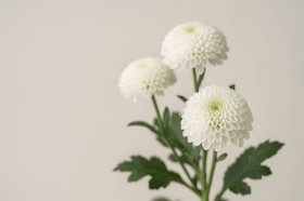 �ˑR�̑��V�E�ʖ�Œp�������Ȃ��@���f�B�[�X�u���b�N�t�H�[�}���ł́A�u�����v�͉���p�ӂ���H