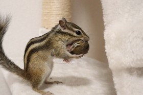 �ꃊ�X������19���ڂ̐Ԃ��������āg�������z���h�@����ӂ��q��Ďp�ɔ����u���������Ȃ�ł��ˁv�u�����v