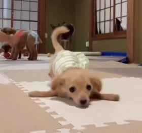 ���܂���O���ɏ�Q�̂��郏�������A���s�⏕��ő�����p�����������u�܂�œV�g�ł��ˁv�u�^�[�����ł��Ăт�����v