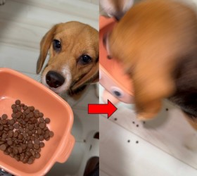 「食いつき段違い」「ボリボリ食べるようになる…!」by Amazonのグレインフリードッグフードで、愛犬が激変しました