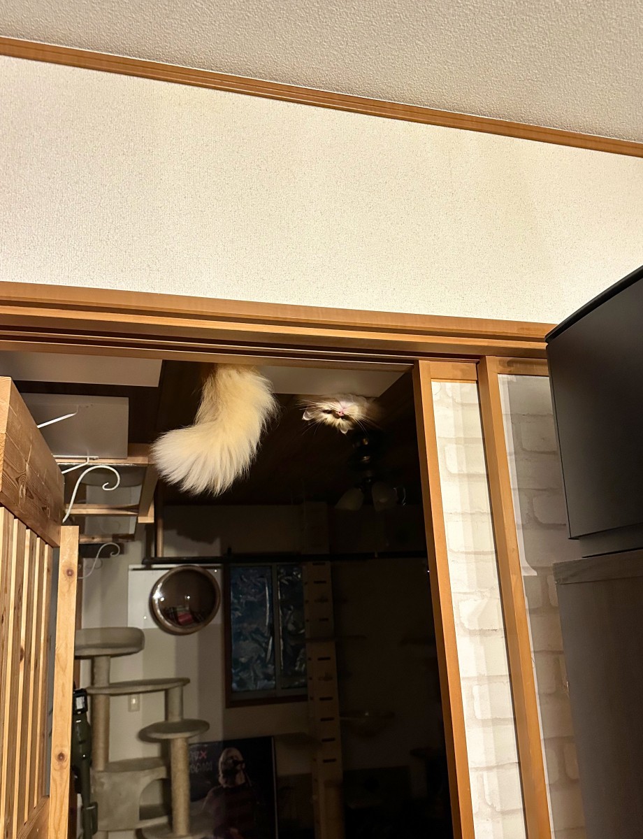 V䂩t܂Ɋ̂L̃G}^lRh