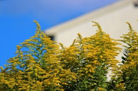 秋の花粉症は「キュウリ」「メロン」「バナナ」に注意? 春に使った薬の再利用はOK? 医師が解説【医師に聞く】