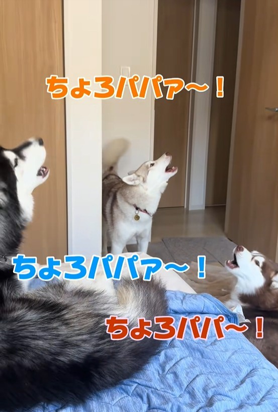 ������ׂ�husky's���ۂ̗l�q