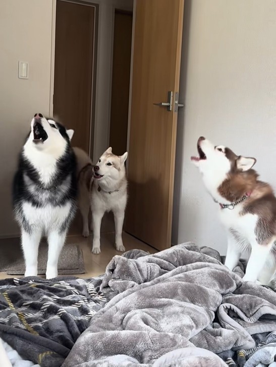 ���ꂼ����̂��鐺���I����3�C