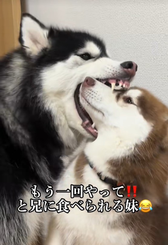 �P�ہi�Z�j�ɐH�ׂ��Ă���j�R�i���j