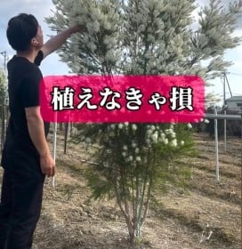 「植えなきゃ損…」植木のプロが推す“めっちゃ良い香り”“ふわふわ可愛い”庭木5選に560万再生