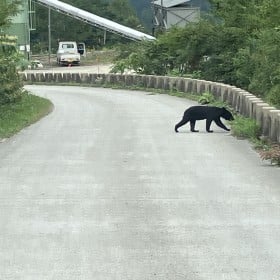 「もし今、クマに遭遇したら?」あなたの街にも忍び寄る秋の“アーバンベア”、“命を守る”対処法を専門家が解説