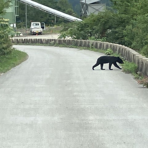 「もし今、クマに遭遇したら？」あなたの街にも忍び寄る秋の“アーバンベア”、“命を守る”対処法を専門家が解説