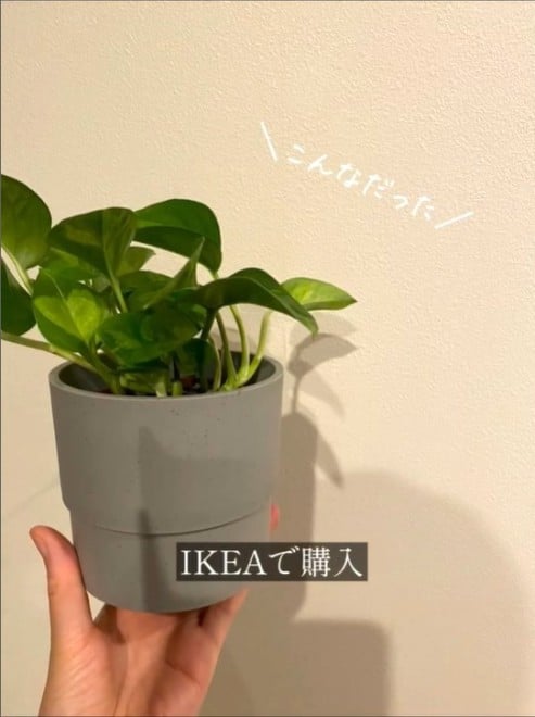 IKEAのポトスを“タブーだらけ”で育てたら…3年後の姿に「すっごw