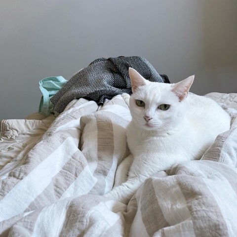 「多分自分の事を北川景子やと思ってる」 11年前にコンビニ裏で保護された猫、現在の気品ある姿が39万回表示