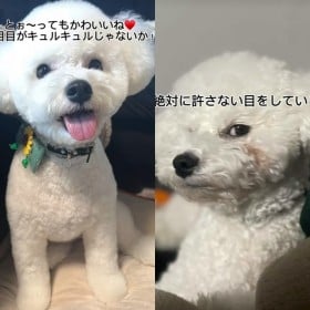 同じ犬とは思えない…奥さんと旦那さんへの対応で“別犬”になっちゃう表情差に驚き「旦那何した(笑)」