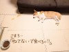 ごはんを食べずに寝転がるコーギー、食事拒否1ヵ月、飼い主が子供と一緒に始めたこととは