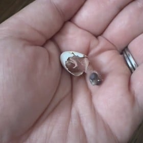 「よくぞ、こんなに大きく…」親鳥が育児放棄したヒナ、奇跡の成長を遂げた姿に9.1万いいね「本能ってすごい」