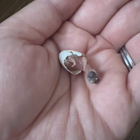 「よくぞ、こんなに大きく…」親鳥が育児放棄したヒナ、奇跡の成長を遂げた姿に9.1万いいね「本能ってすごい」