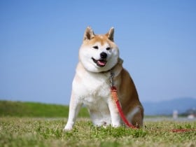 動物病院は儲かってる? “副業・獣医師”のロート製薬社員が明かす実態、「動物と業界のため…」動き出した挑戦