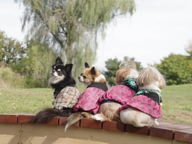 チワワ5服、まとめ売りです。夏から冬写真を参考にして下さい 顔w」「何があった」お揃い服で撮影したはずが6匹のチワワに起きた