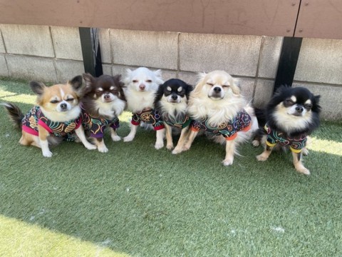 「顔w」「何があった」お揃い服で撮影したはずが...6匹のチワワに起きた
