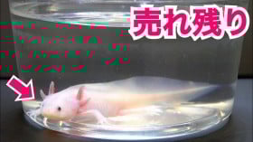 c̃E[p[[p[1Nɋ剻Aɂ悭ƁcuIvuǂł˂`v