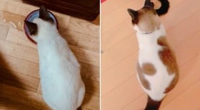 「こんなに変わるんですね!?」保護した真っ白な子猫、成長したら背中に驚きの変化が…352万表示の反響「これはいい焼きちくわ」