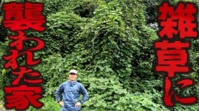 空き家の雑草を放置した結果に戦慄→しかし、プロが4日間本気を出したら…「お見事！」
