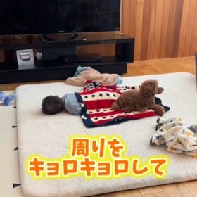 赤ちゃんの警備に余念がないトイプードル、厳戒態勢で守り続ける様子に胸キュン必至「まさに兄弟愛」「ナイトだね」　