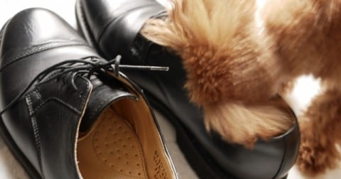 �y�~�̑��̃j�I�C�΍�z�Y�N��E���ƋA�ȂŌC��E���O�ɁB���p�́g���@�̕��h�u�O�����Y�����f�B�v�����؁I