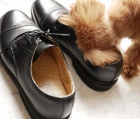 �y�~�̑��̃j�I�C�΍�z�Y�N��E���ƋA�ȂŌC��E���O�ɁB���p�́g���@�̕��h�u�O�����Y�����f�B�v������!