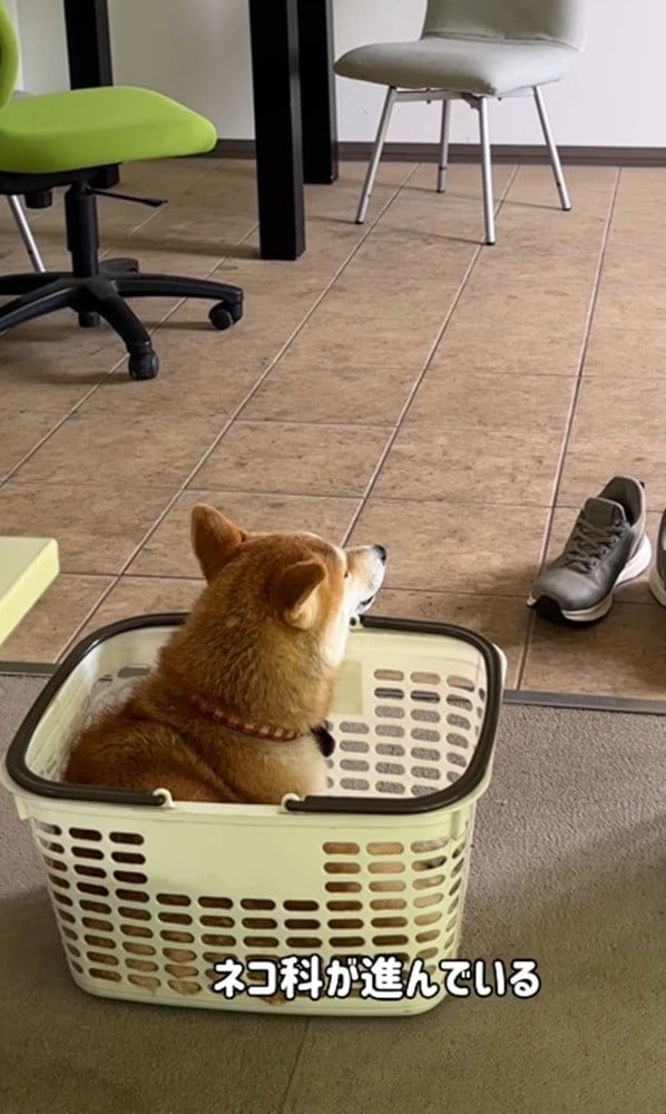 �L�̂悤�Ȃ��������݂���؂������{�����^�u�ɂ������{�@���������{�@�؂������{�v����i@sibanikorimbo_grumpy_pekorimbo�j��