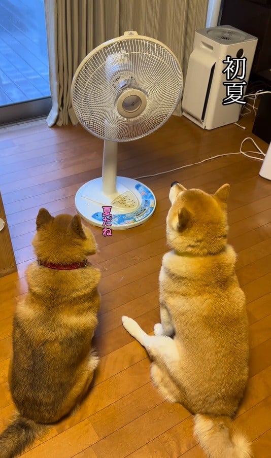 ��@�̑O�Œ��ǂ��߂���2�C�^�u�ɂ������{�@���������{�@�؂������{�v����i@sibanikorimbo_grumpy_pekorimbo�j��