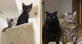 �u�Ȃ�̓����ł����H�ƕ����ꂽ���Ƃ��v �o�q�L�̐����r�t�H�[�A�t�^�[��20���\�� �u�Ȃ񂾂��̊����ȃV���G�b�g�́c�I�v �u�p�c�p�c�̃C���[�W�ʂ�ŉ������v