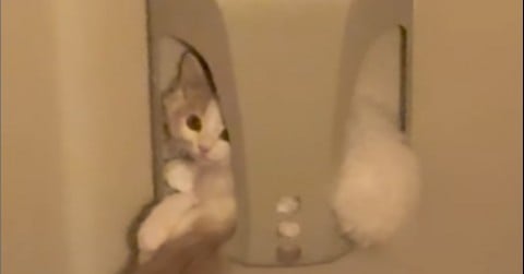 �X�֎󂯂���g�Ђ傱���h�c�V����q�L�̂Ȃ����̎p���b��u���ʂ̊�ŏo�Ă����̂���Ԃ������낢�v