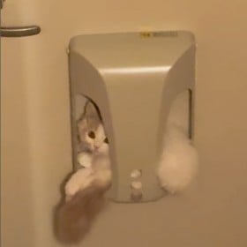 �X�֎󂯂���g�Ђ傱���h�c�V����q�L�̂Ȃ����̎p���b��u���ʂ̊�ŏo�Ă����̂���Ԃ������낢�v