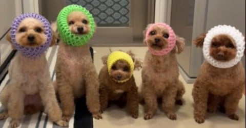 �t���[�c�l�b�g�p��5�C5�F�g�C�v�[�@�l�q�̂�������1�C�Ɂu�u�`�M���Ă����Ȋ�������v�u���̂���������D���v