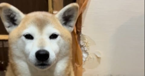 ���̂��Ⴊ�~��������c�h���g�j��Ō��s�Ƒߕ߂��ꂽ�Č��u������܂������������v�u���X�Ƃ��Ă��Č����v