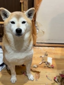 ���̂��Ⴊ�~��������c�h���g�j��Ō��s�Ƒߕ߂��ꂽ�Č��u������܂������������v�u���X�Ƃ��Ă��Č����v