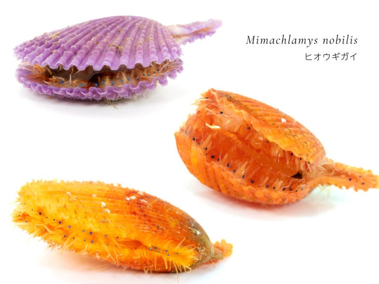 �u�q�I�E�M�K�C�v�i�ʐ^�^�ł�@�C�m�����ϑ������j