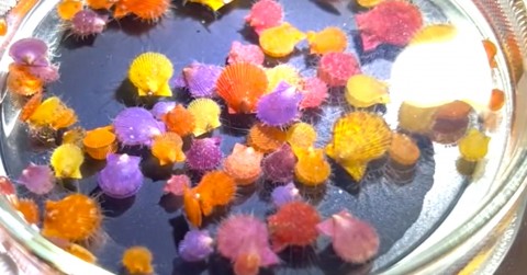 ���������Ǝv������H ���͐H�ׂ���g�C�̐������h�c�u��Ղ̉����v�u��蕨���Ǝv�����瓮���Ă�v