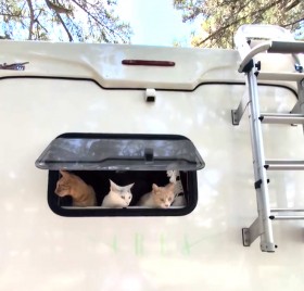 �L�����s���O�J�[�̏���ȂŖ���L&���������u���̐��E���v�u�j�����s���O�J�[�K���ł��ˁv