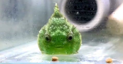 �u�{���̃X���C�����߂Č����I�v�s�v�c�Ȑ����̐��̂́H 2300���Đ��̑唽���uAI����Ȃ��񂾁v