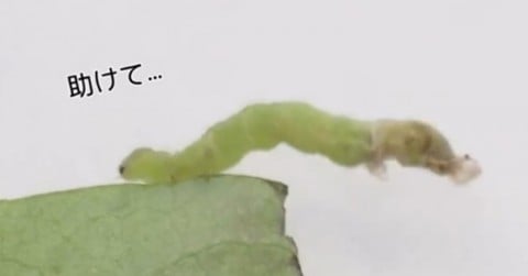 �u�D�������E�v�u���������邱�Ƃ��ł���l������Ȃ�āv�c �s���Z�b�g���g�����@�ׂȁg��p�g�@�����Ȗ����~�������悪20.7���Đ�