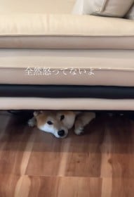 �u�S�R�{���ĂȂ���v �����傪�g�C������߂�Ɓc���̍s����389����Đ� �u���Ȃ̎p�������߂��܂��v�u����Ȋ炵�Ă���{��Ȃ��v