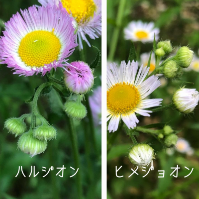 初夏の野草 ヒメジョオン で美白化粧水を作ろう Oricon News