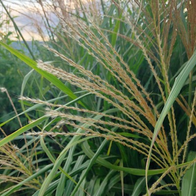 秋の七草 ススキ を使って野草茶を作ってお月見をしよう Oricon News