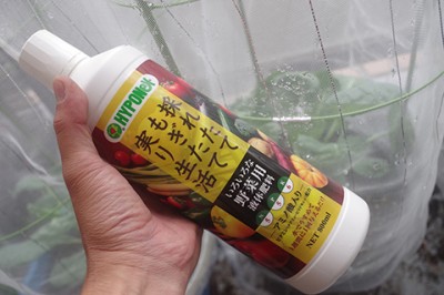 冬野菜のベランダ栽培 芽キャベツと茎ブロッコリーのメンテナンス方法とは Oricon News
