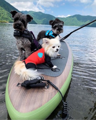 愛犬と水遊び 犬とsupを楽しむ時の装備や気をつけるポイント Oricon News